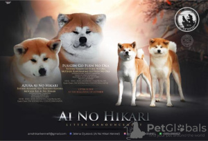 Photo №1. akita - for sale in the city of Валево | negotiated | Announcement № 88921