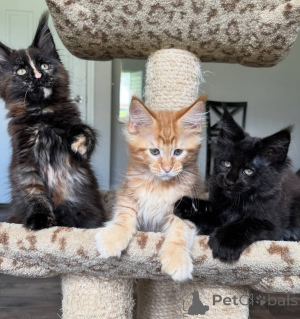 Photo №2 to announcement № 168180 for the sale of maine coon - buy in Germany breeder