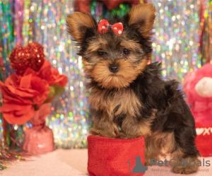 Photo №1. yorkshire terrier - for sale in the city of Aalst | 650$ | Announcement № 55878