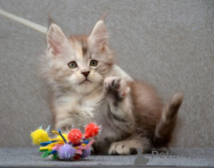 Photo №1. maine coon - for sale in the city of Berlin | Is free | Announcement № 135460