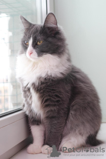 Additional photos: Fluffy, affectionate Lesya is looking for a home!
