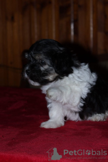 Photo №4. I will sell havanese dog in the city of Москва. from nursery - price - negotiated