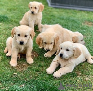 Photo №1. golden retriever - for sale in the city of Аугсбург | negotiated | Announcement № 48912