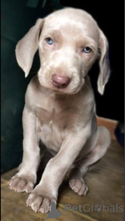 Photo №1. weimaraner - for sale in the city of Nuremberg | 376$ | Announcement № 149050