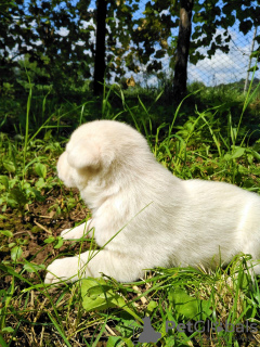 Photo №4. I will sell west siberian laika, labrador retriever in the city of Мукачево. private announcement - price - Is free