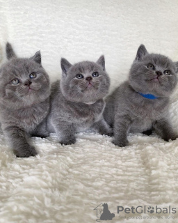 Photo №2 to announcement № 84178 for the sale of british shorthair - buy in Finland private announcement