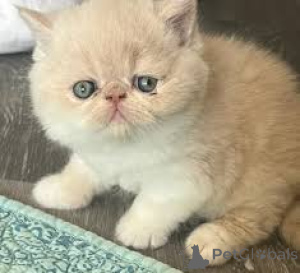 Photo №4. I will sell exotic shorthair in the city of Helsinki. private announcement, breeder - price - 599$