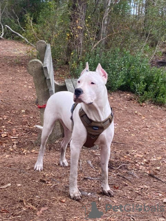 Photo №2 to announcement № 7514 for the sale of dogo argentino - buy in Ukraine from nursery