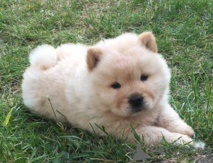 Photo №2 to announcement № 133009 for the sale of chow chow - buy in Netherlands private announcement