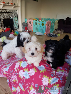 Photo №2 to announcement № 45921 for the sale of havanese dog - buy in Netherlands private announcement