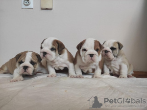 Photo №1. english bulldog - for sale in the city of Zrenjanin | negotiated | Announcement № 80774