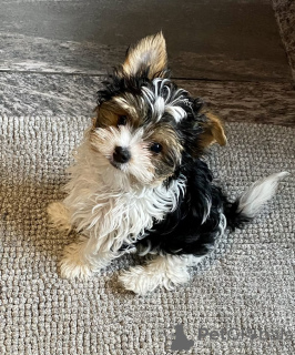 Photo №2 to announcement № 133410 for the sale of beaver yorkshire terrier - buy in Georgia private announcement