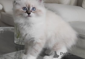 Photo №1. ragdoll - for sale in the city of Ranst | Is free | Announcement № 128750