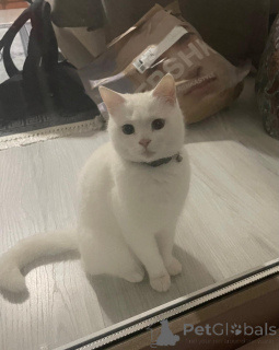 Photo №4. I will sell  in the city of Аланья. private announcement - price - negotiated