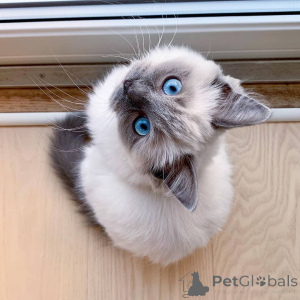 Photo №3. Quality Ragdoll kittens for Re-homing. United Kingdom
