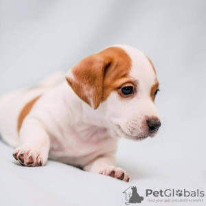 Photo №1. jack russell terrier - for sale in the city of Budapest | 465$ | Announcement № 100287