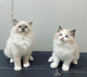 Photo №1. ragdoll - for sale in the city of Oklahoma City | 300$ | Announcement № 77899