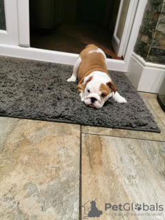 Photo №3. Healthy English bulldog puppies available for sale. Netherlands