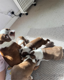 Photo №2 to announcement № 154615 for the sale of boston terrier - buy in Germany 