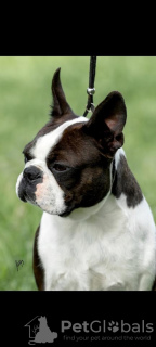 Additional photos: Boston terriers