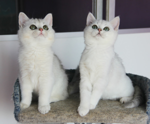 Photo №1. british shorthair - for sale in the city of Москва | negotiated | Announcement № 1669