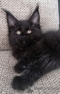 Photo №3. Purebred Maine Coon kittens from cattery. Russian Federation