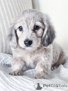 Photo №1. dachshund - for sale in the city of Frankfurt | negotiated | Announcement № 144518