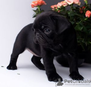 Photo №3. Pug puppies for sale. Russian Federation
