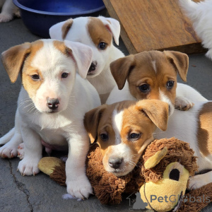Photo №1. jack russell terrier - for sale in the city of Prague | negotiated | Announcement № 172825
