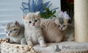 Photo №1. munchkin - for sale in the city of HanStedt | 361$ | Announcement № 169557