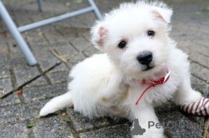 Photo №3. Stunning West Highland Terrier Puppies. Denmark