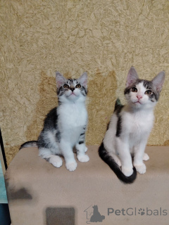 Photo №2 to announcement № 164382 for the sale of maine coon - buy in Belarus private announcement