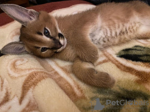 Photo №1. caracal - for sale in the city of Nottingham | 2113$ | Announcement № 99687