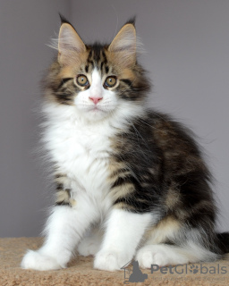 Photo №2 to announcement № 10324 for the sale of maine coon - buy in Russian Federation from nursery