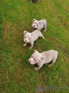 Photo №1. american bully - for sale in the city of Arapaj | 418$ | Announcement № 10984