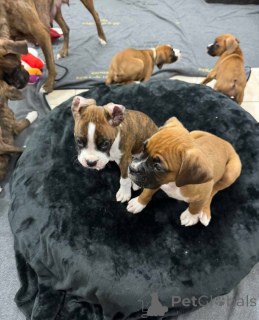 Photo №2 to announcement № 161049 for the sale of  - buy in Canada 