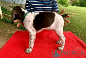 Photo №2 to announcement № 120860 for the sale of german shorthaired pointer - buy in Germany private announcement