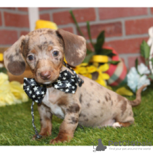 Photo №4. I will sell dachshund in the city of Berlin.  - price - 275$