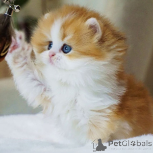 Photo №2 to announcement № 160245 for the sale of british longhair - buy in Switzerland private announcement