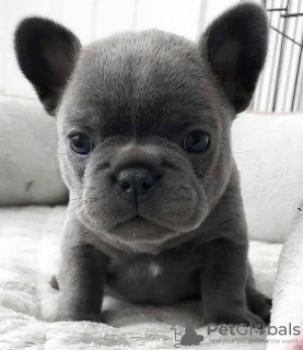 Photo №1. french bulldog - for sale in the city of Bucharest | negotiated | Announcement № 94658