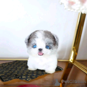 Photo №1. pomeranian - for sale in the city of Ajman | 423$ | Announcement № 13794