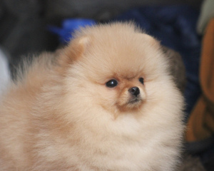 Photo №1. pomeranian - for sale in the city of Москва | 1775$ | Announcement № 4861