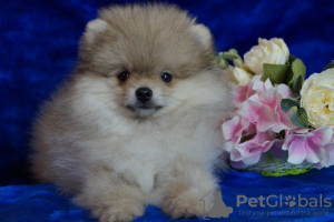 Additional photos: Pomeranian boy - cream sable