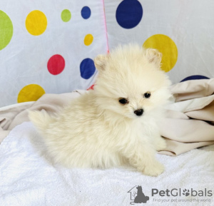 Additional photos: pomeranian