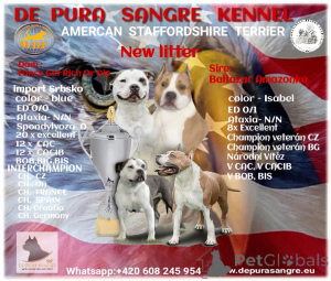 Additional photos: De pura sangre