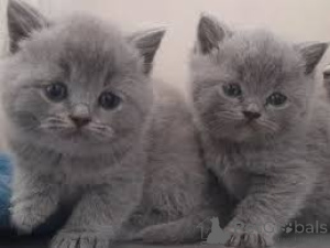Photo №3. Home Raised British Shorthair Kittens For Sale. United Kingdom