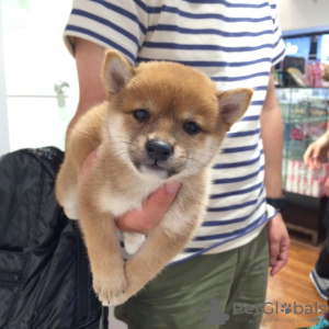 Photo №1. shiba inu - for sale in the city of Tampere | negotiated | Announcement № 90695