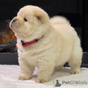Photo №2 to announcement № 172337 for the sale of chow chow - buy in Netherlands 