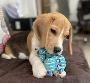 Photo №1. beagle - for sale in the city of Bremen | 402$ | Announcement № 97037