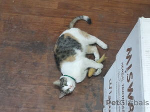 Photo №4. I will sell  in the city of Москва.  - price - Is free